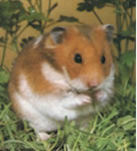 křečík